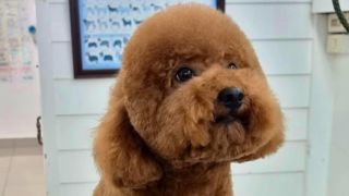 canine hairdressers bangkok Perfectdog petshop and school