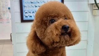dog grooming courses bangkok Perfectdog petshop and school